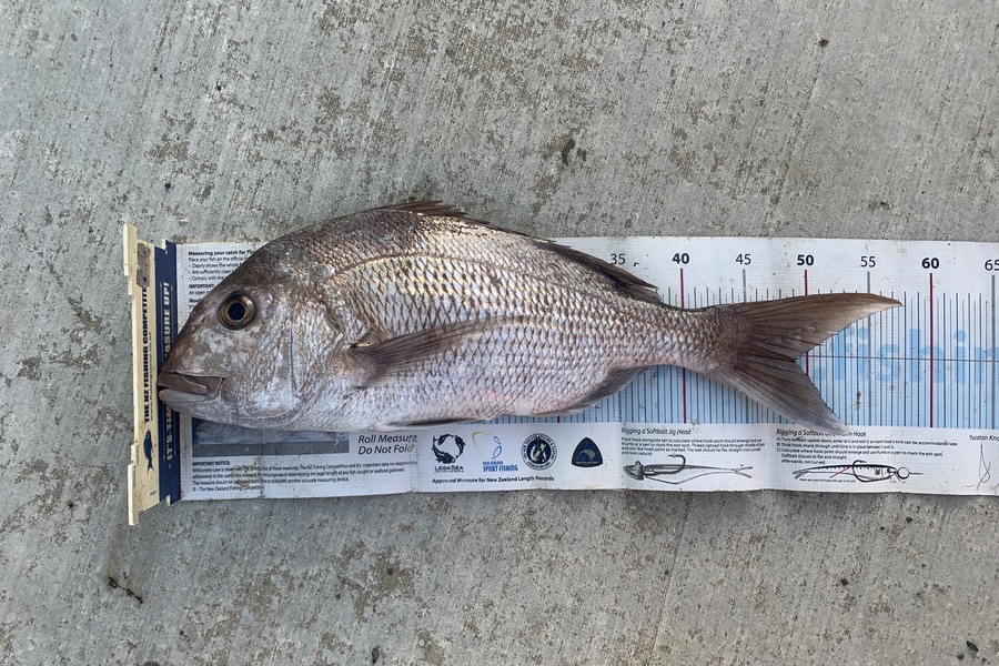 Mark Piskulic caught this 49.0cm Snapper at Far North during The Export NZ Fishing Competition